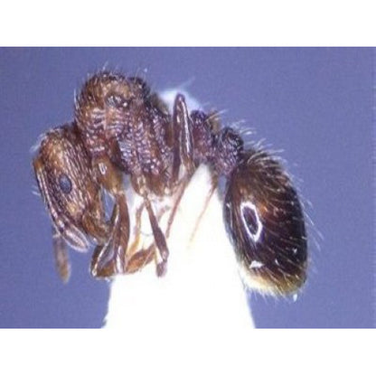 THE ANTS - AN INTRODUCTION (Certificate Course) November 12 - 26 2025. Course Duration: 3 Weeks