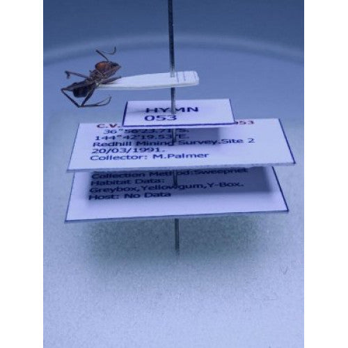 THE ANTS - AN INTRODUCTION (Certificate Course) November 12 - 26 2025. Course Duration: 3 Weeks