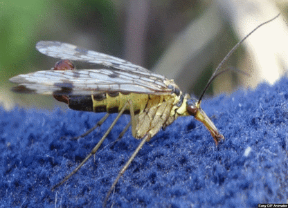 THE MECOPTERA (Cert) - Mid 2026. Course Duration: 2 Weeks